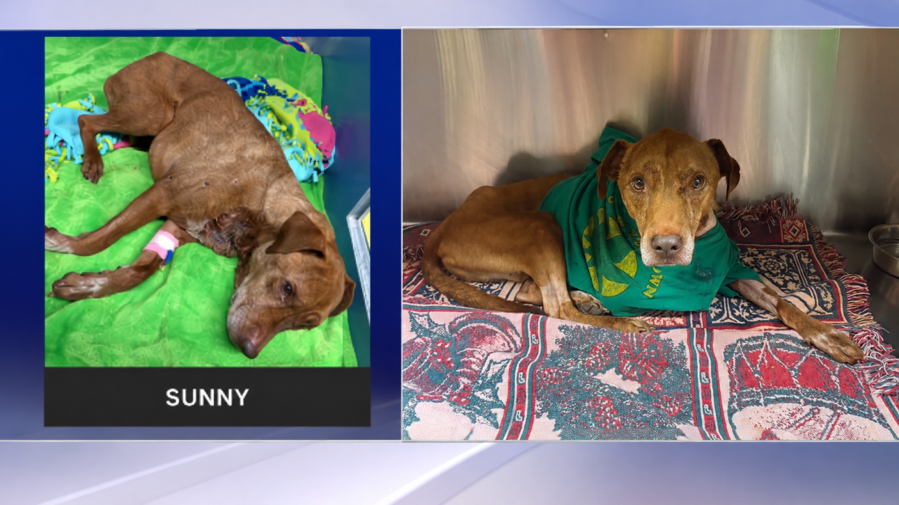 SUNNY UPDATE: Stable, Surgery Planned
