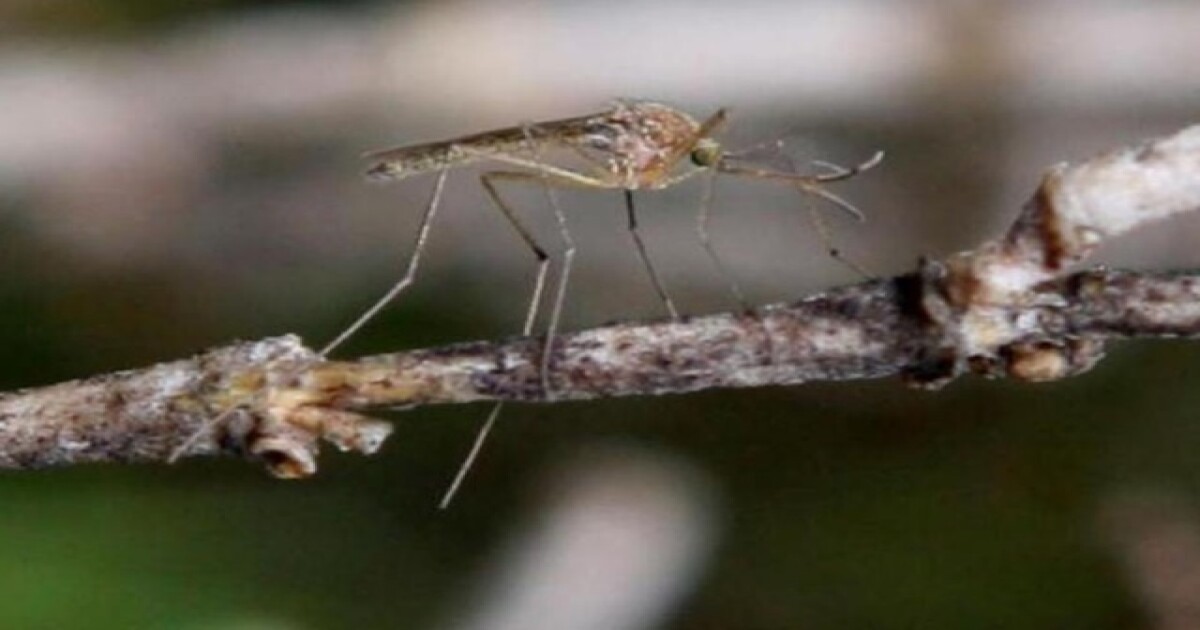 Mosquitoes more active as weather heats up