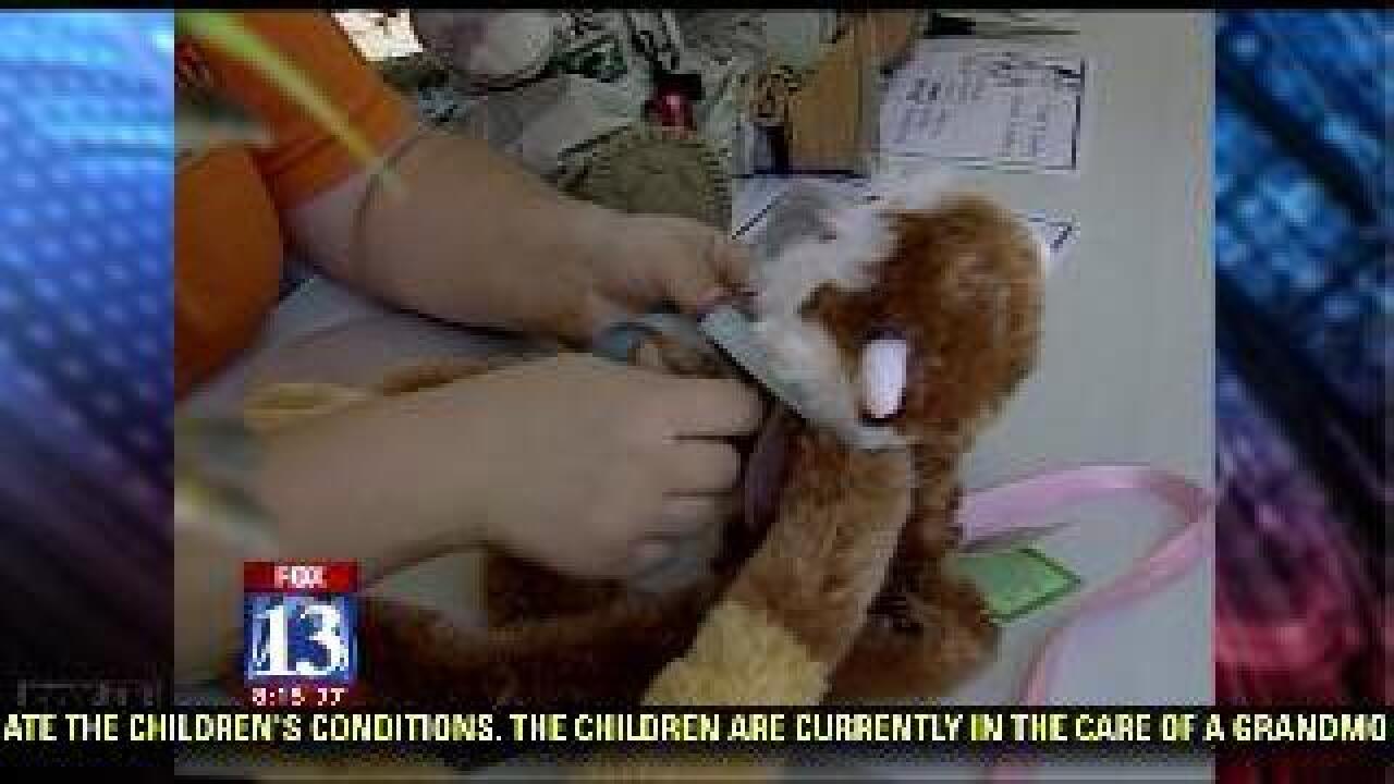 Hogle Zoo hosts teddy bear picnic