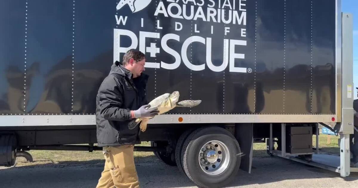 Texas aquarium rescues 332 sea turtles during cold snap emergency