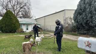 Garden City Police goats 2