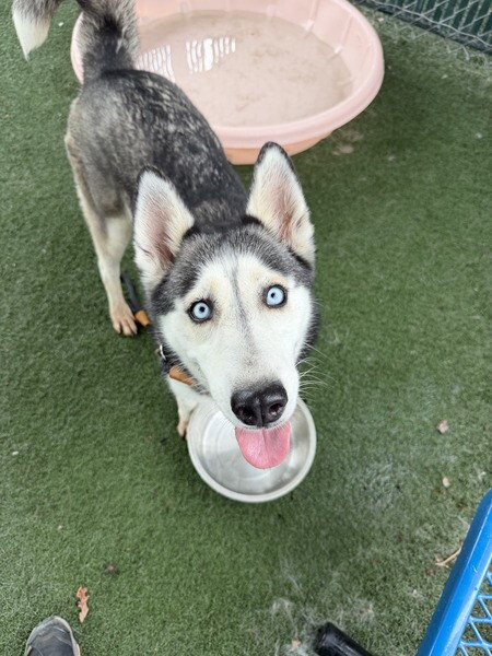 Pet of the Week - Yumi.jpg
