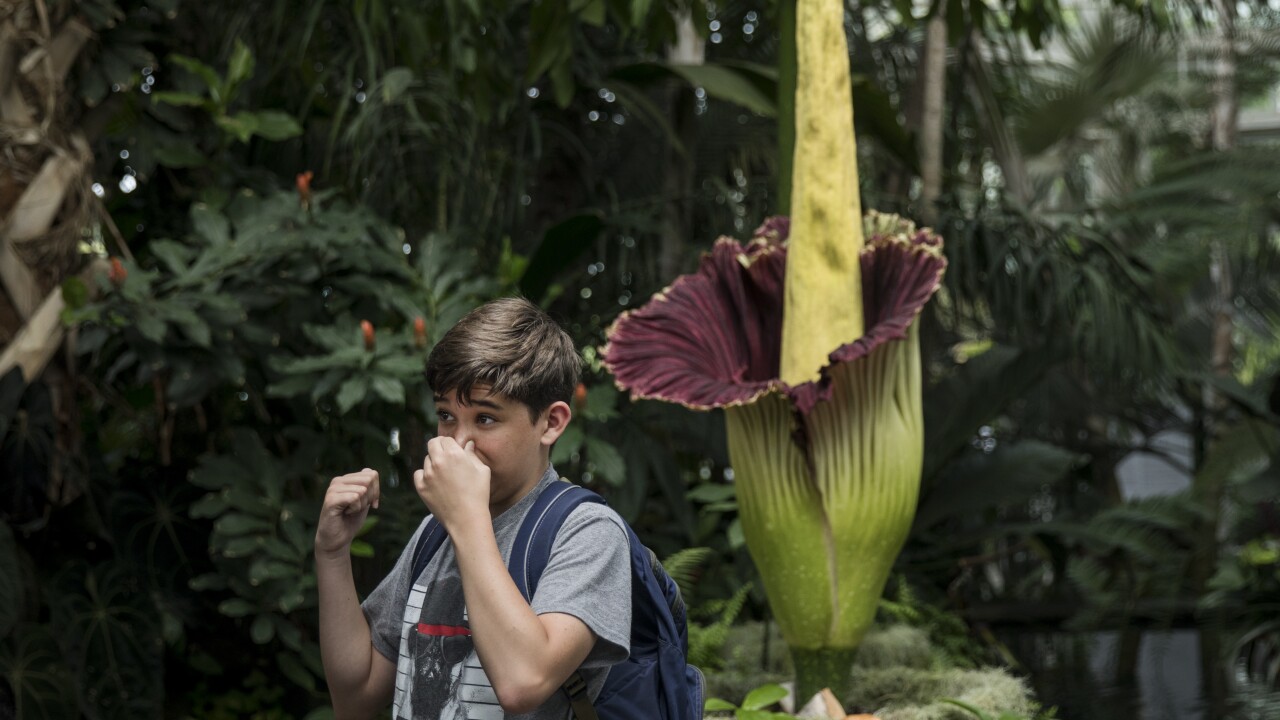 Cincinnati Zoo welcomes Morticia a corpse flower preparing to