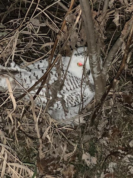 Snowy Owl