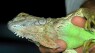 Cold-stunned iguanas expected to fall from Florida trees