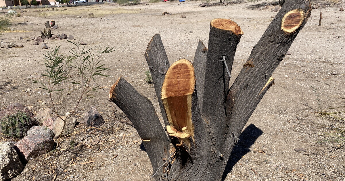 Rough cut: Tucson investigates trees cut from midtown park - Vimarsana News