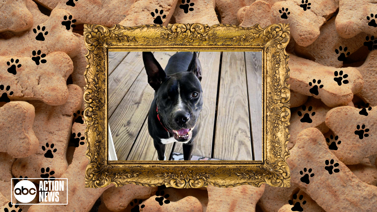 Rescues in Action: Noel