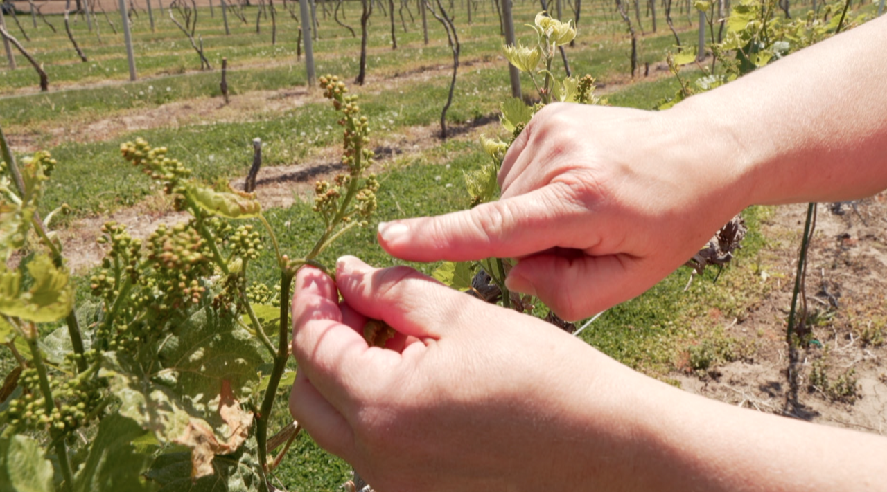 Unhealthy Grapes Example at Cellar 426 Winery