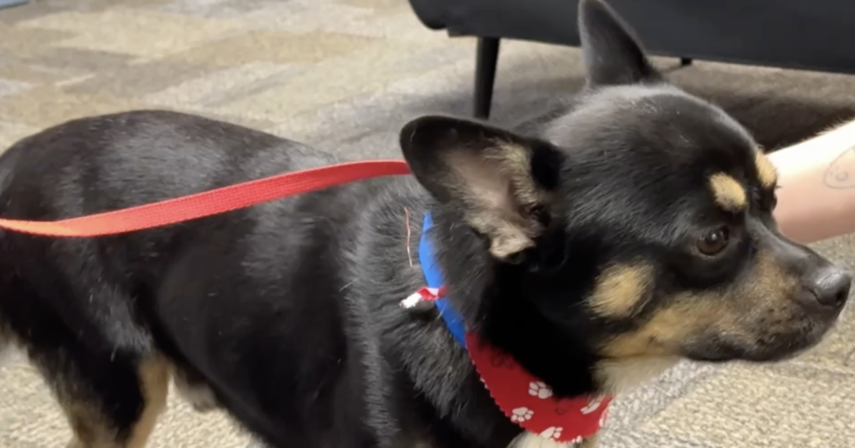 Wag Wednesday: Meet Bobert, the Frenchie mix looking for his forever home in Kern County