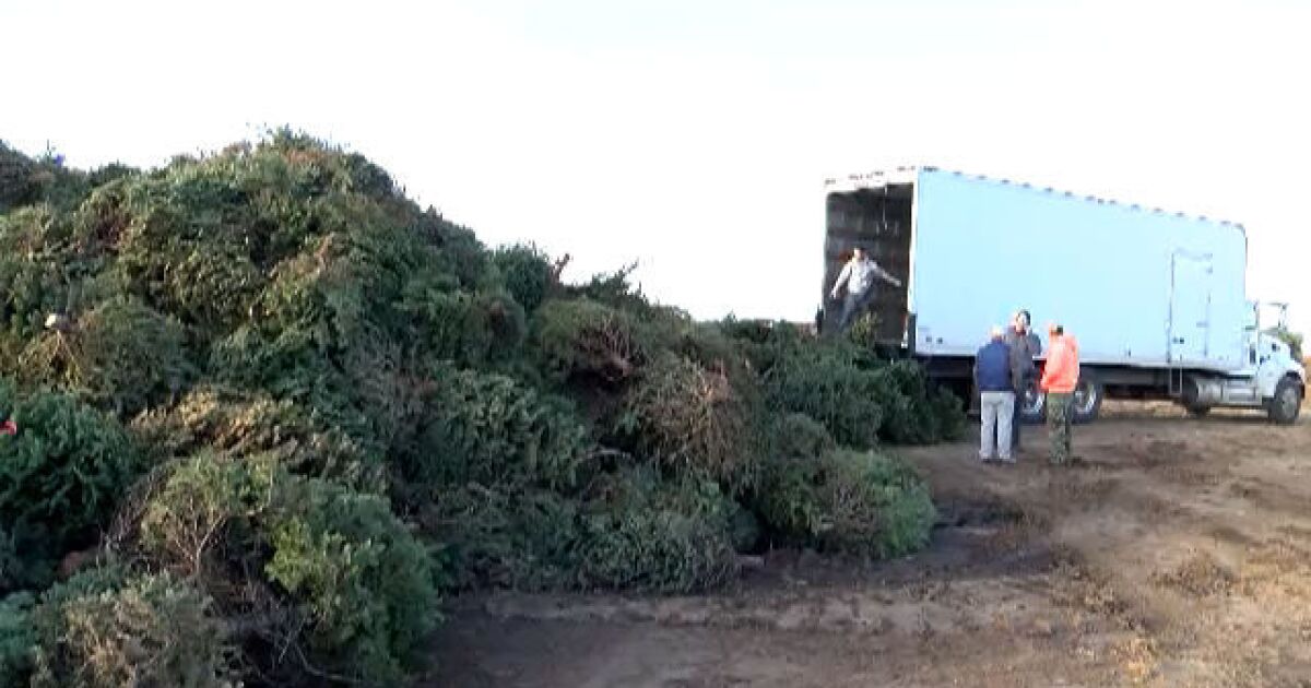 MAP: Where To Recycle Your Christmas Tree In San Diego - MAP: Where To Recycle Your Christmas Tree In San Diego