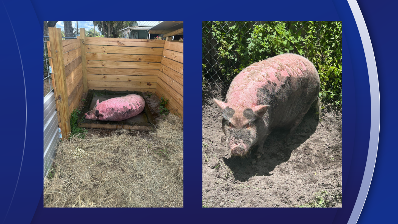 'No good deed goes unpunished': Judge clears SPCA Tampa Bay in Waddles the pig case