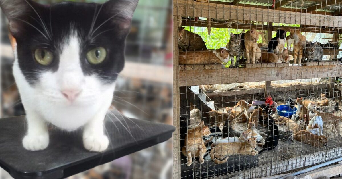 Flight team shares further details of alleged neglect at abandoned rescue - Vimarsana News