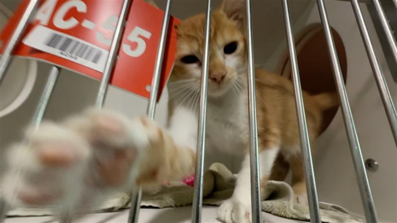 HC shelter