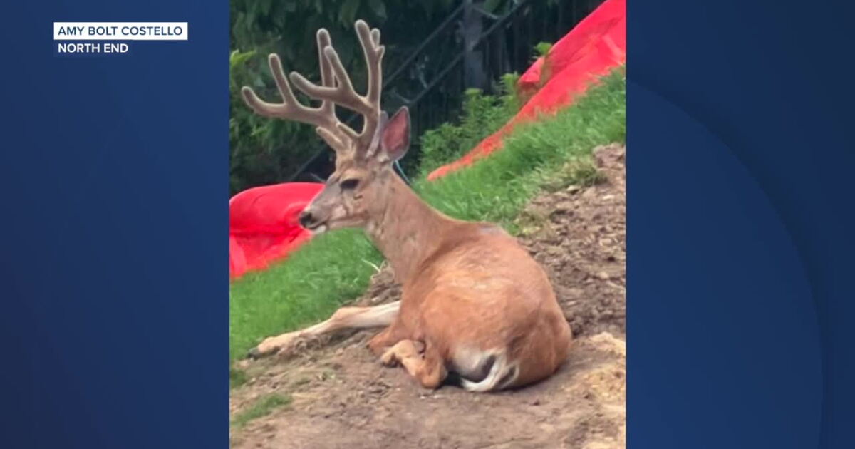 Neighbors report increase in deer, owls and other wildlife during Claremont Fire