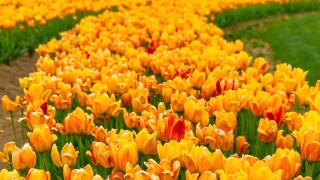 DeBuck's Tulip 1.jpg