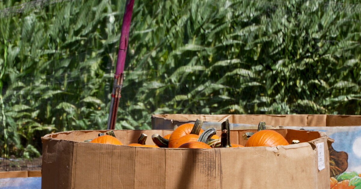 Local farm gets early start on pumpkin harvest due to heat