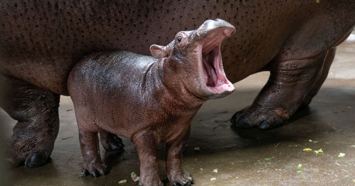 Cincinnati Zoo celebrates baby hippo's birthday on Aug. 3 - Vimarsana News