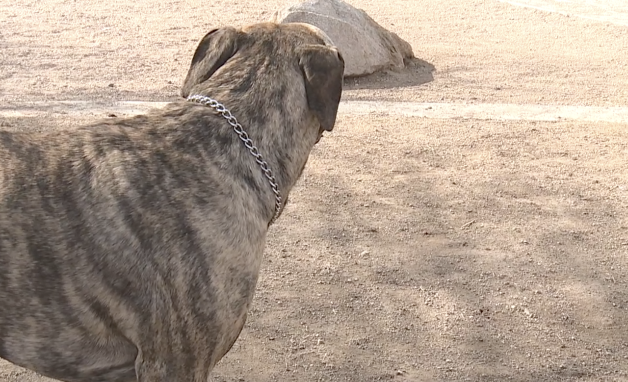 Nevada may release some animal abusers early