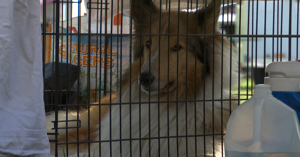 4-H kids participate in dog agility courses - Vimarsana News