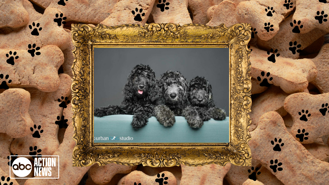 Rescues in Action Indy, Liberty and Justice