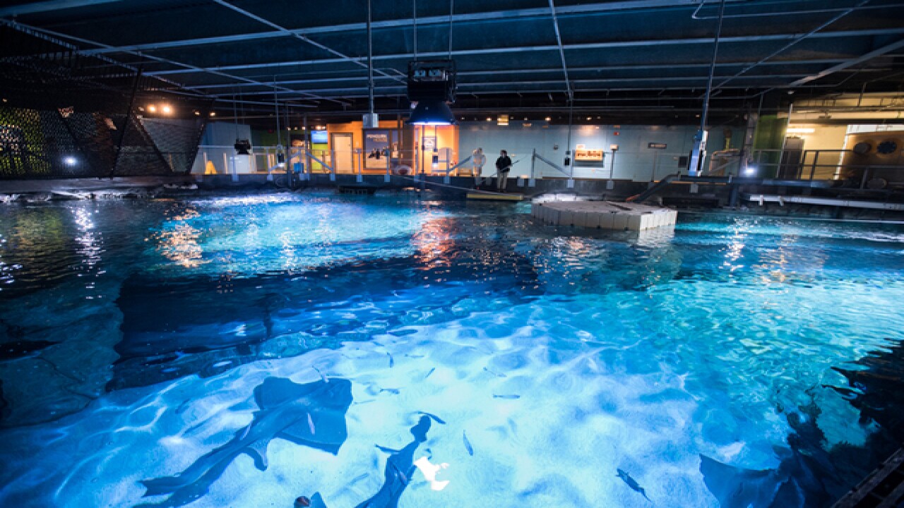 Kids get in free at the Newport Aquarium for Winter Family Days through ... - ?url=http%3A%2F%2FmeDia2.wcpo.com%2Fphoto%2F2016%2F03%2F30%2FSharks%20waiting%20for%20fooD 1459356786688 35122761 Ver1.0 640 480 Kids get in free at the Newport Aquarium for Winter Family Days through ... - ?url=http%3A%2F%2FmeDia2.wcpo.com%2Fphoto%2F2016%2F03%2F30%2FSharks%20waiting%20for%20fooD 1459356786688 35122761 Ver1.0 640 480