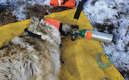 Colorado Parks and Wildlife_wolf samples taken