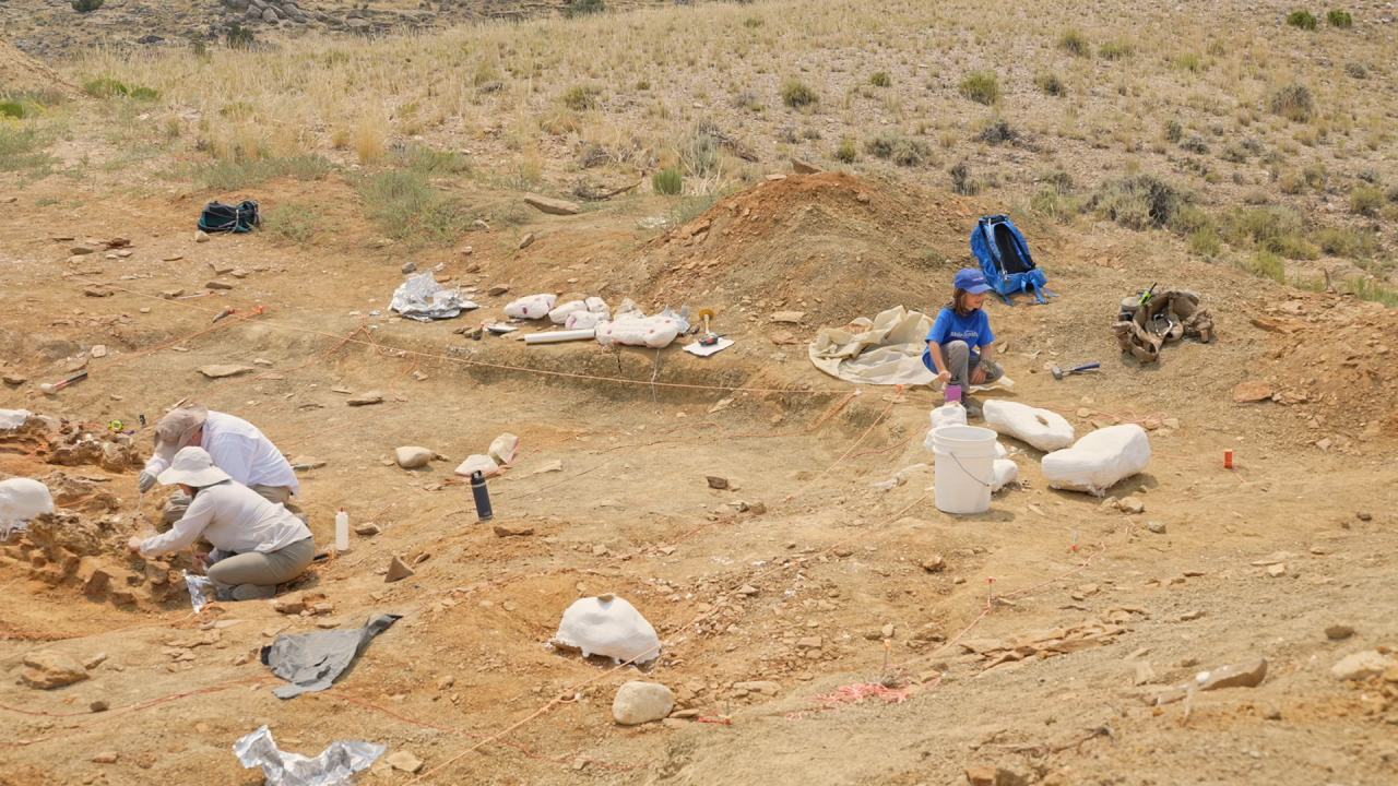 Dino digging