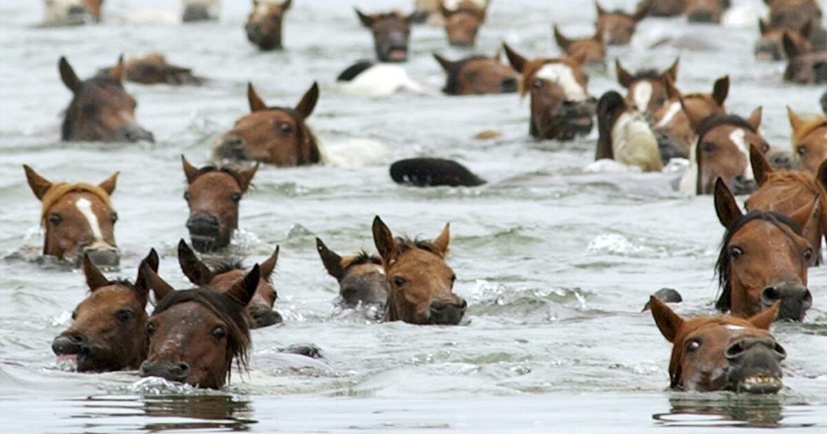 Chincoteague Island celebrates milestone 100th annual pony swim