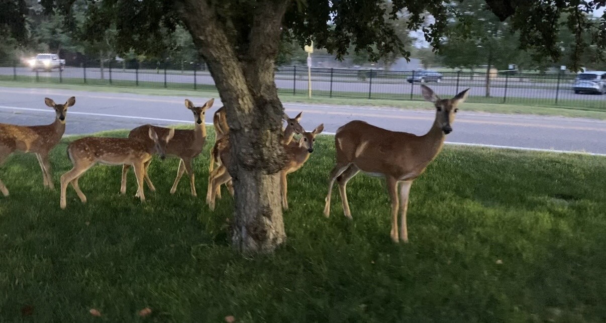 Deer in Beverly Hills