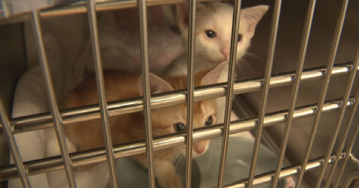 More help approved for Metro Nashville Animal Care and Control - Vimarsana News