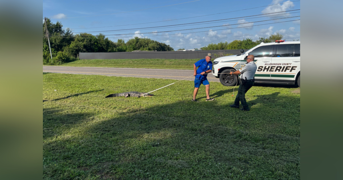 7-foot alligator struck by car removed from Hillsborough County roadway median