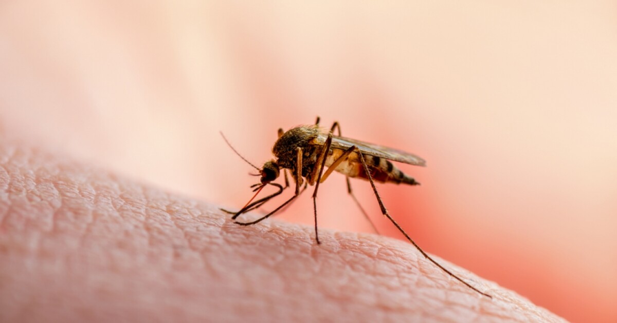 Health officials warn of 2 mosquito-borne disease outbreaks. Here’s how to avoid them