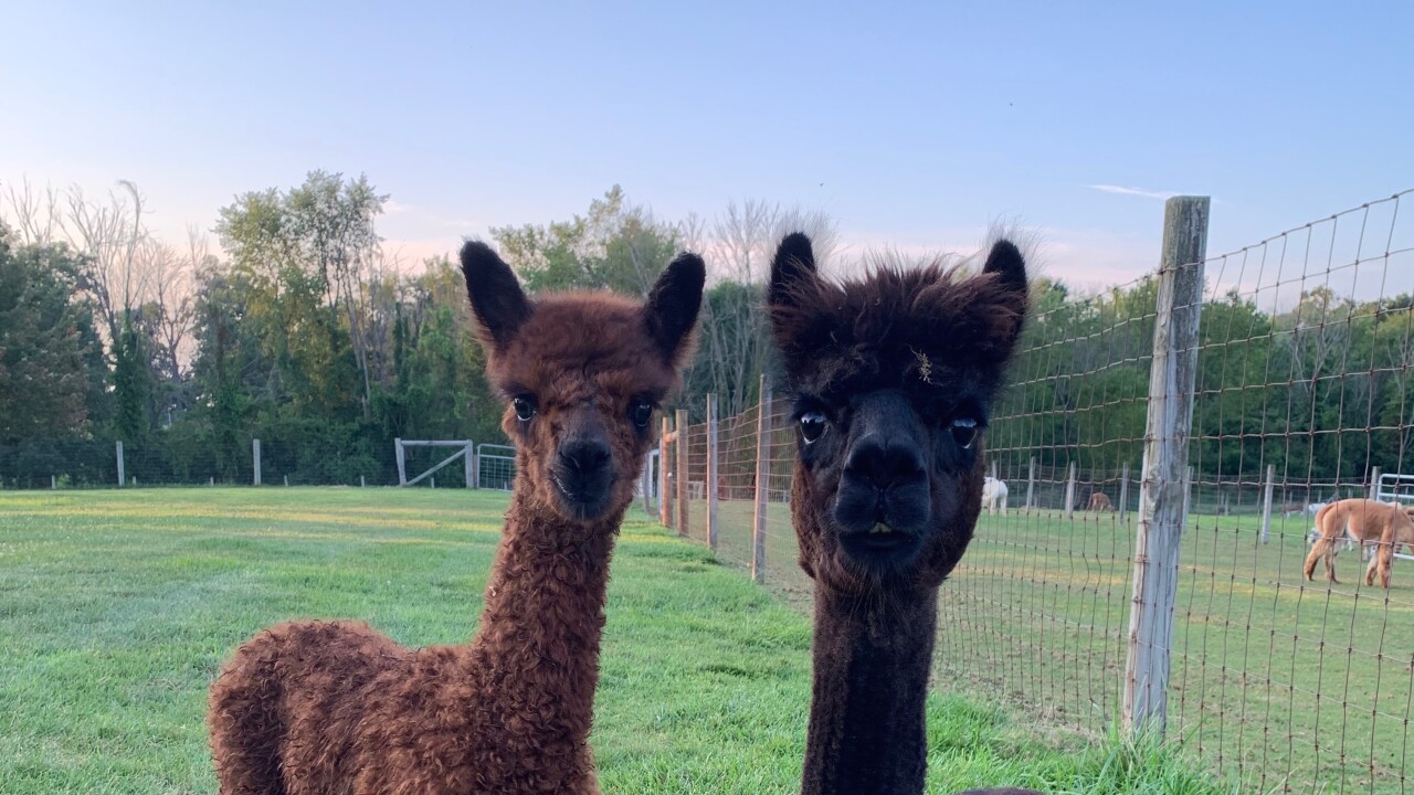 Meet Alpacas At Majestic Meadows Alpacas Farm On Saturday