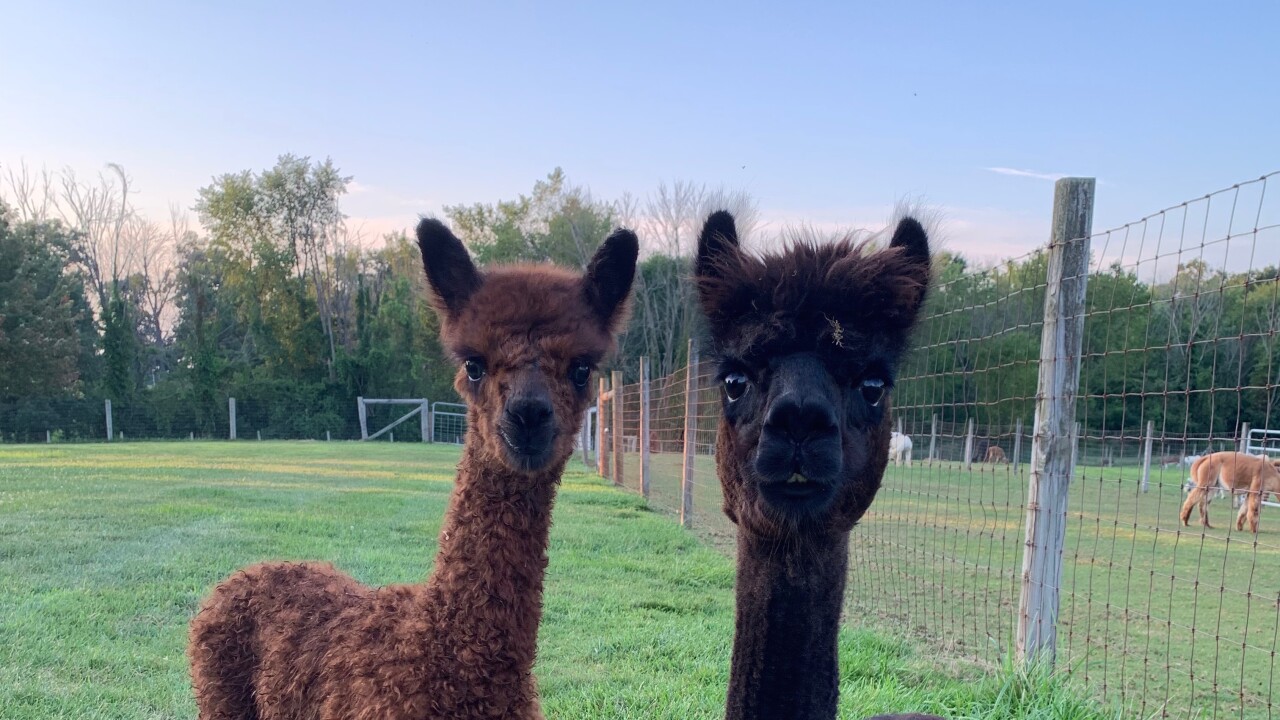 Alpacas.jpg