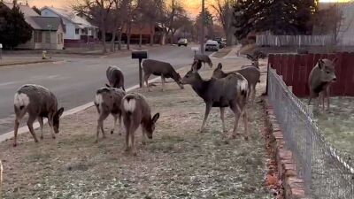 urban deer count in Helena
