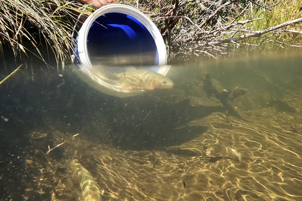 CPW releases 108K rainbow trout into Poudre River to rebuild fishery