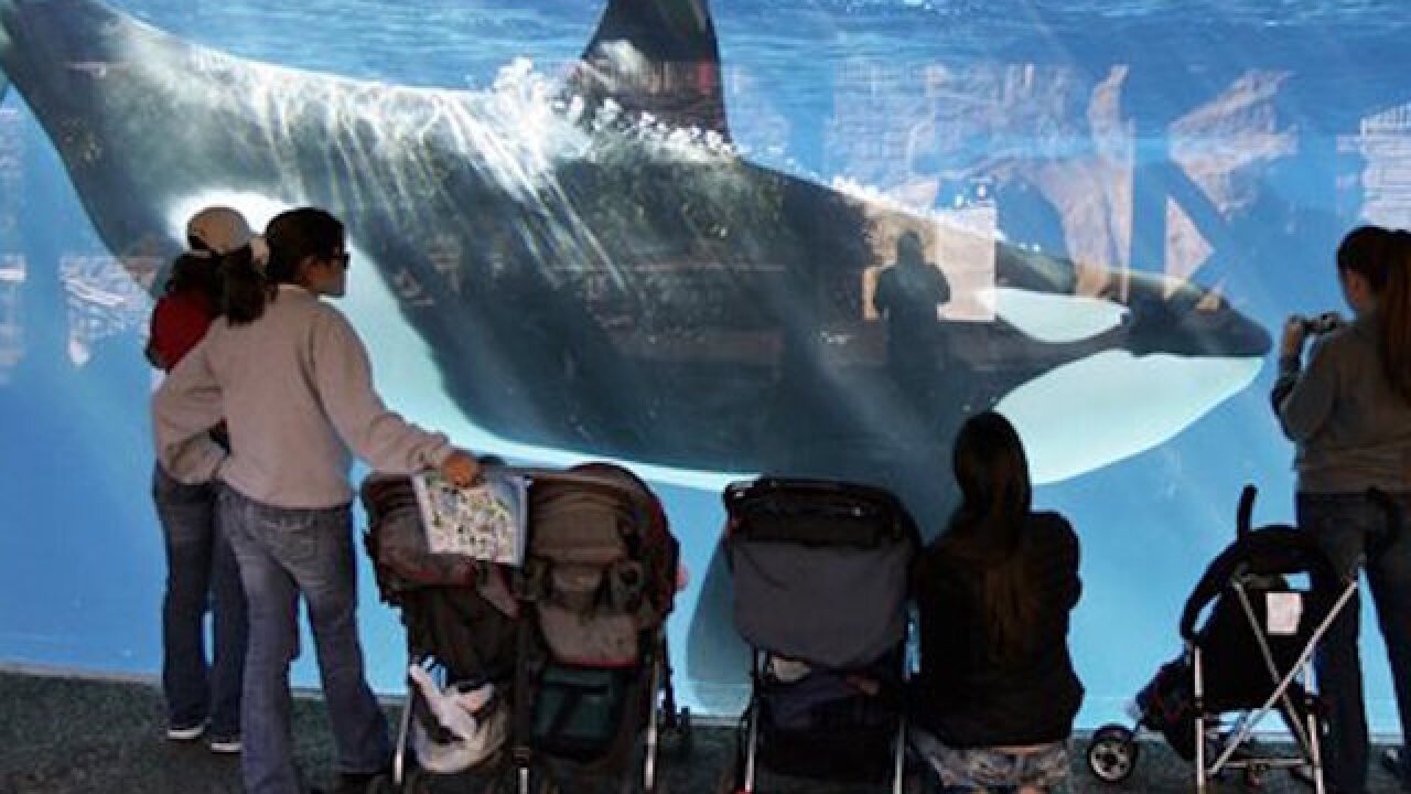 SeaWorld ends orca breeding