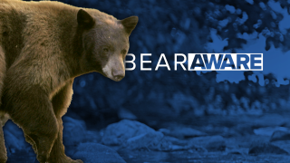 Bear Aware Black Bear