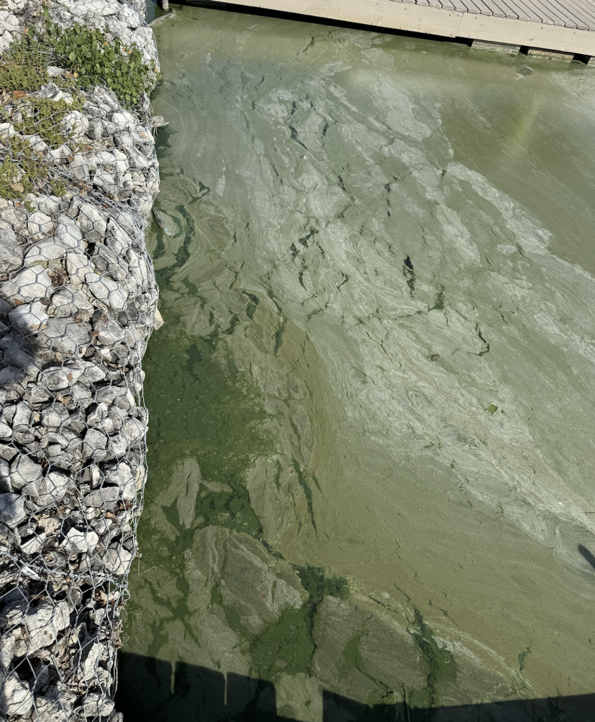 Contaminated water in Ford Lake