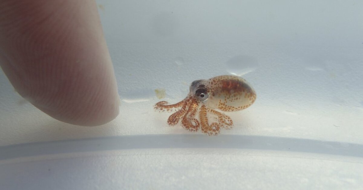 Octopuses, crabs and lobsters do feel pain, UK government says