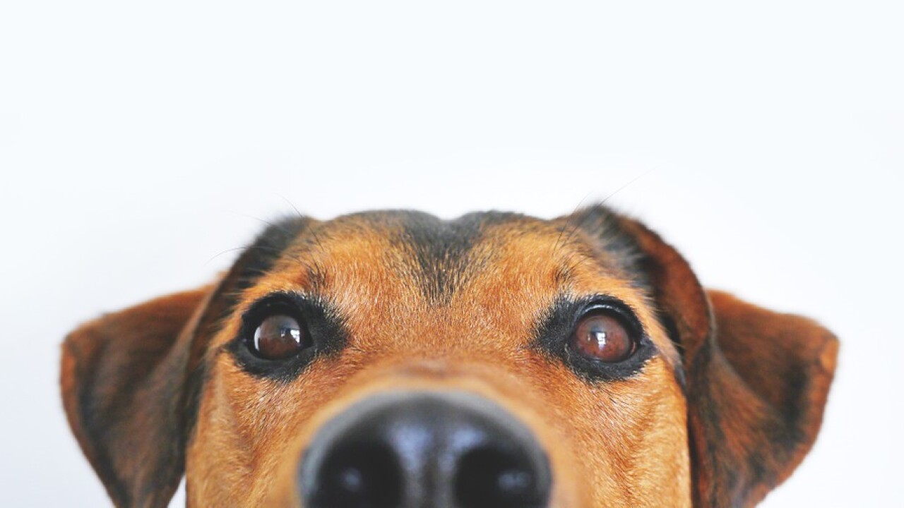 Humane Society Tampa Bay Temporarily Shuts Down Animal Hospital