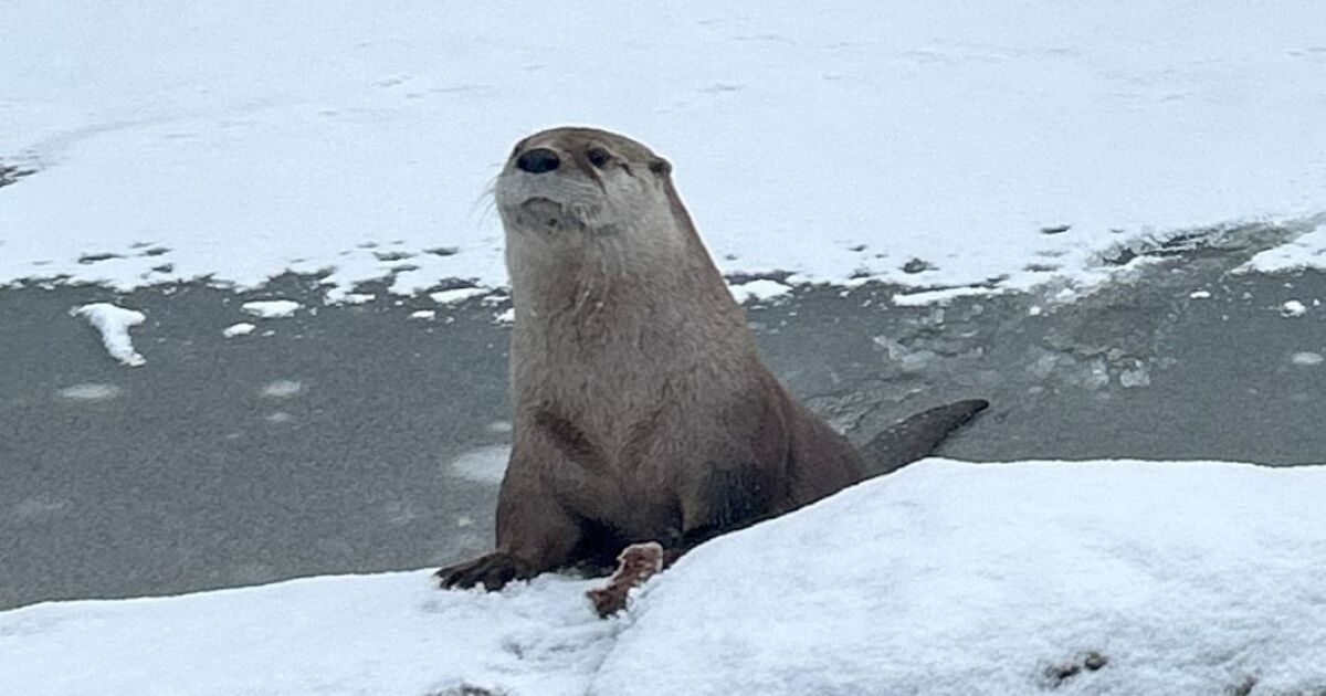Otter Louie Escapes New Zoo: What Really Happened to Wisconsin’s Most Famous Runaway
