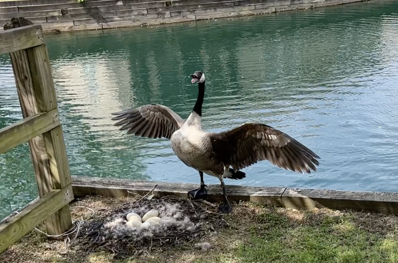 Screen Shot 2024-04-18 at 5.59.43 PM.png