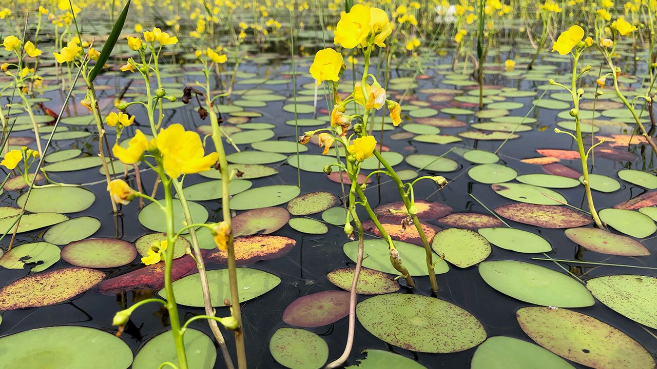 Bladderwort-Sarahs-Walking-Club-Fall-Scavenger-Hunt.jpg