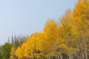 Aspens between Grand Lake and Granby_by Mary Sue Albers
