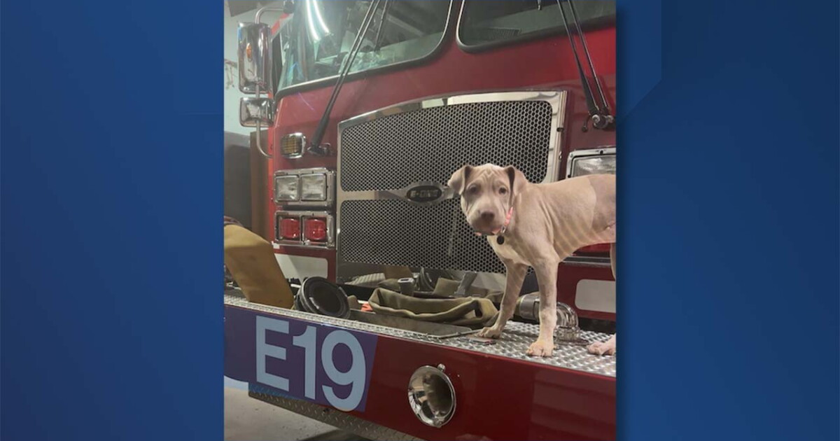 Puppy gets adopted by Buffalo firefighter who rescued her - Vimarsana News