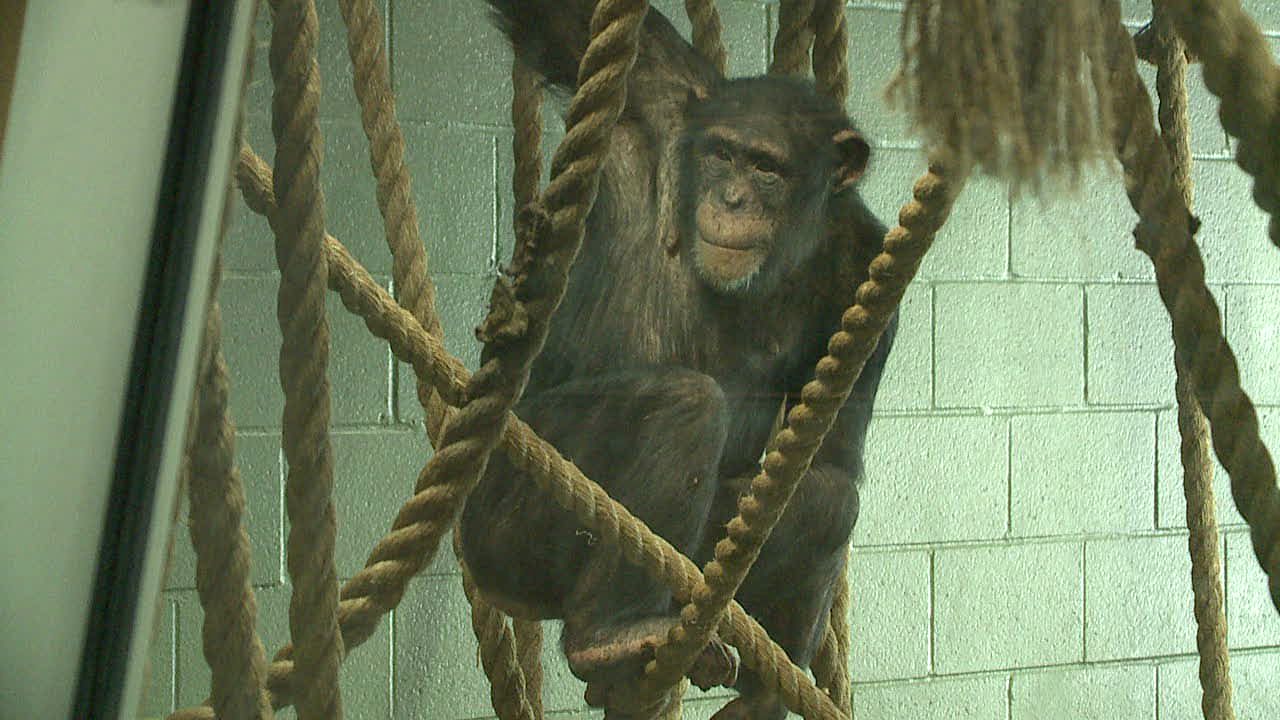 John Ball Zoo Zuhura_1.png