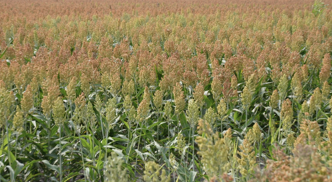 Screen Shot 2024-05-23 at 12.40.13 PM.png