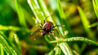 Common,Tick,Hiding,In,The,Grass,Waiting,For,A,Victim
