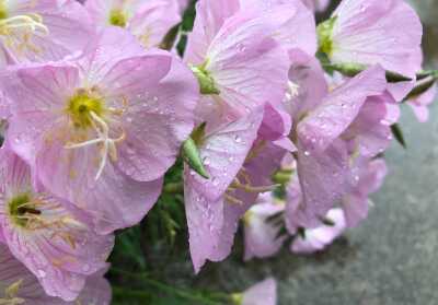 Summer rain purple flower
